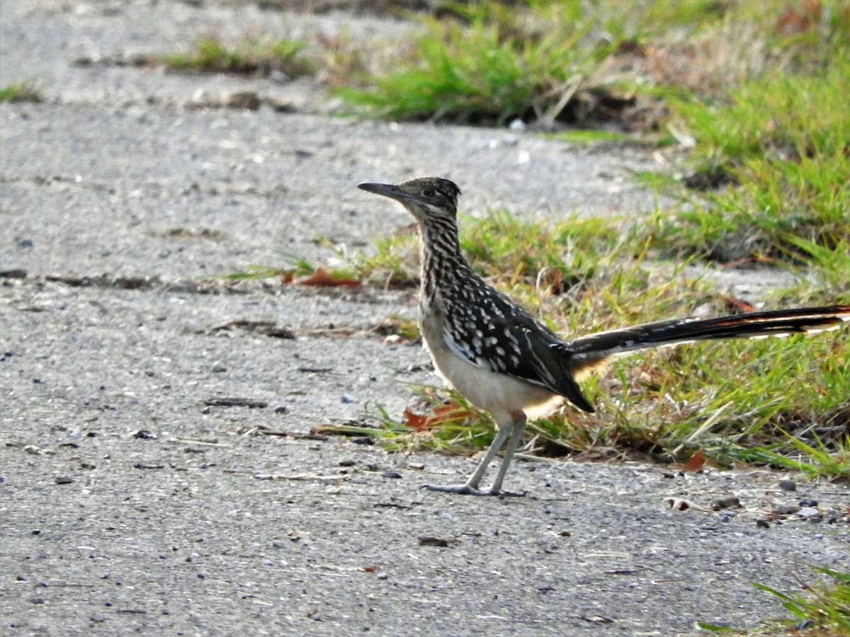 Greater Roadrunner - Brian Marra