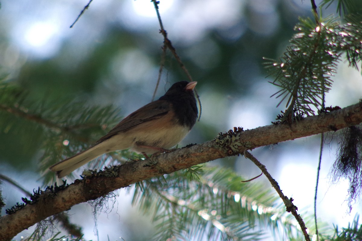 Dark-eyed Junco - ML109792931