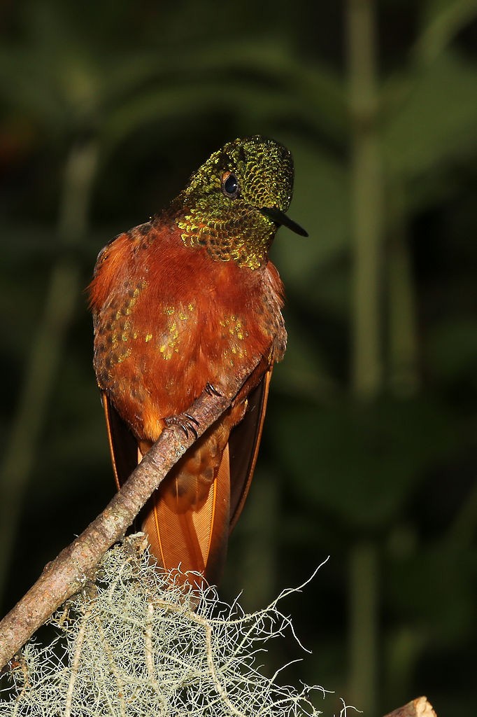 Chestnut-breasted Coronet - ML109793291