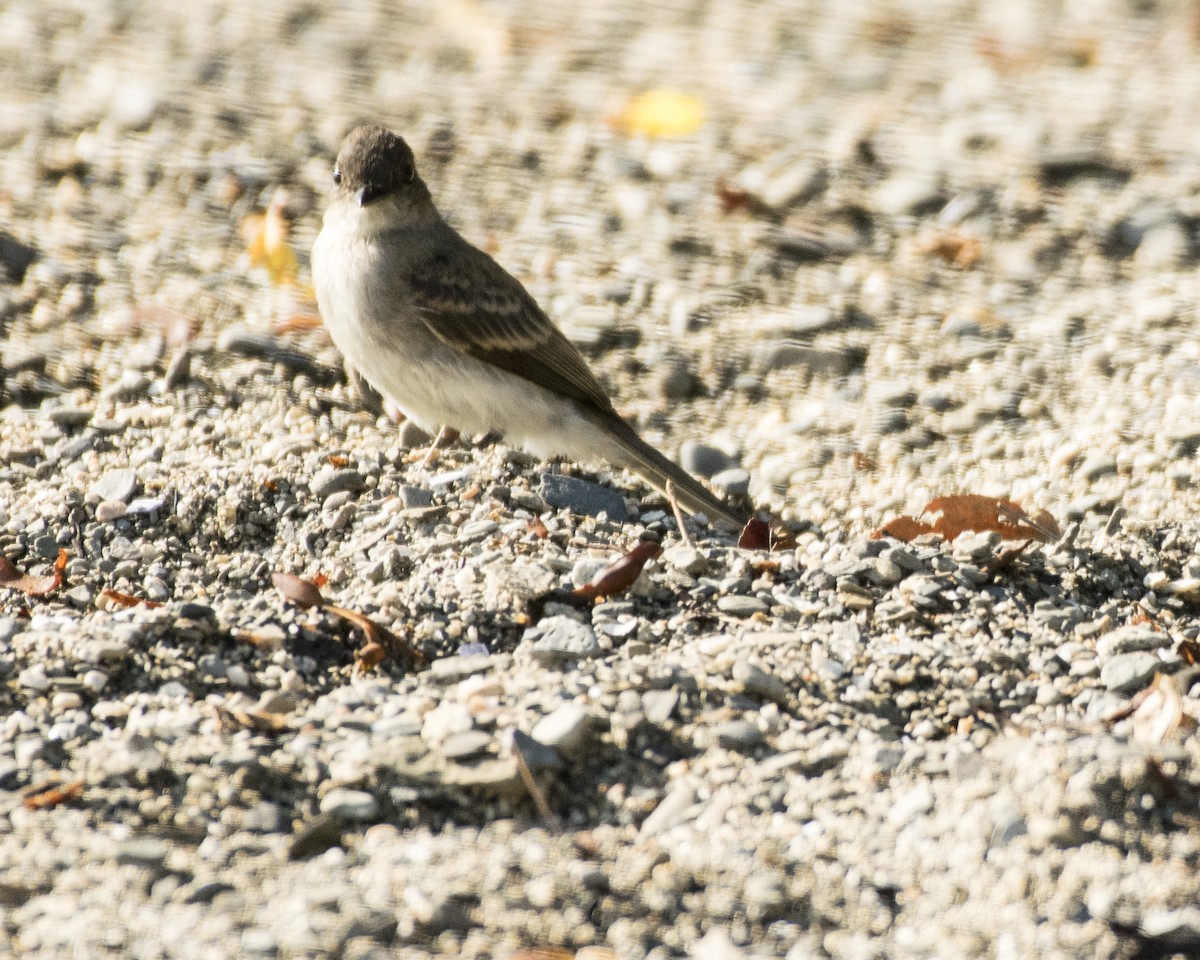 Eastern Phoebe - ML109793591