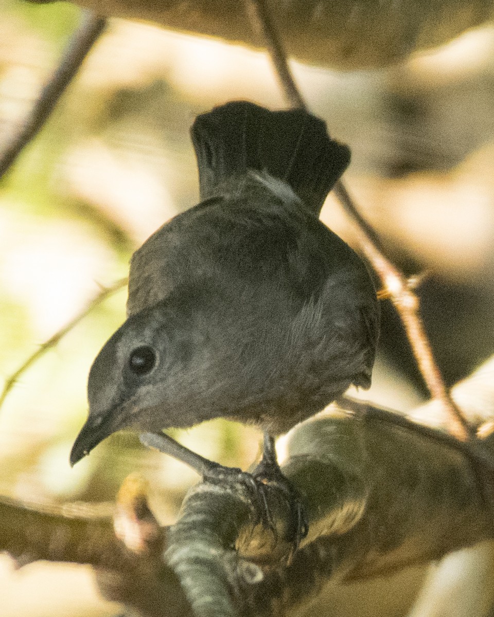 Gray Catbird - ML109793851