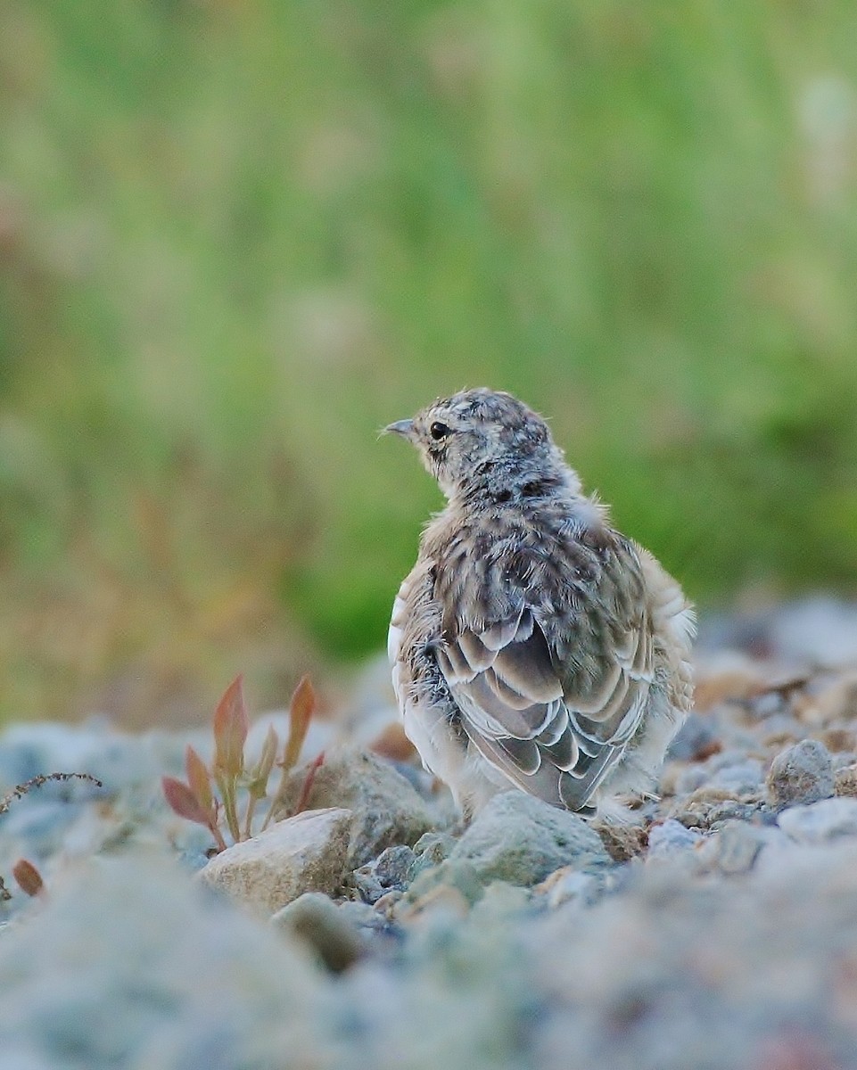 Horned Lark - ML109796001