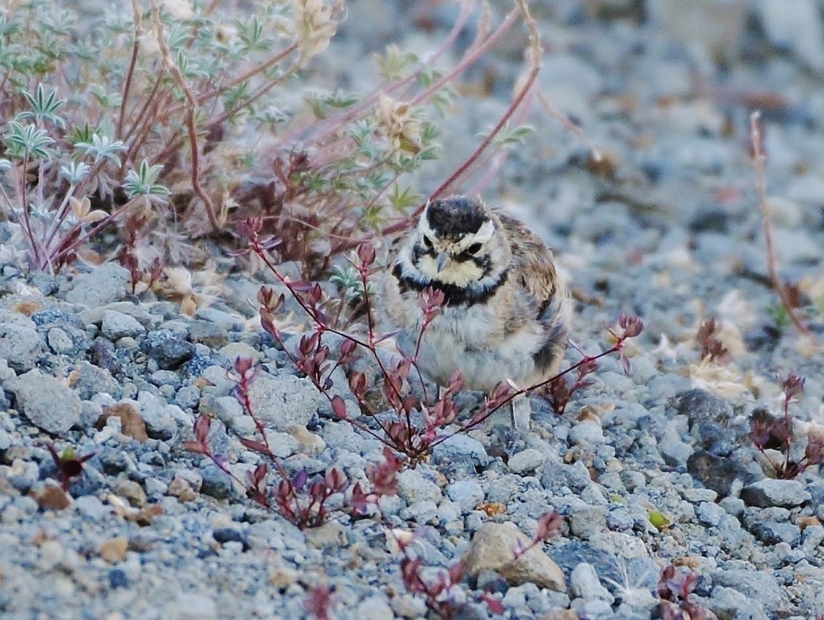 Horned Lark - ML109796031