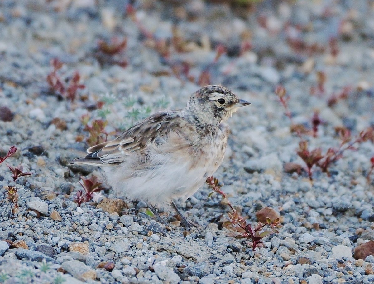 Horned Lark - ML109796141