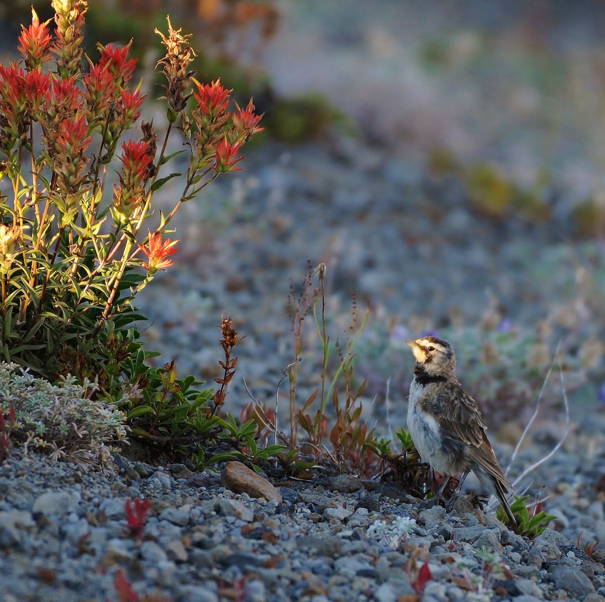 Horned Lark - ML109796241