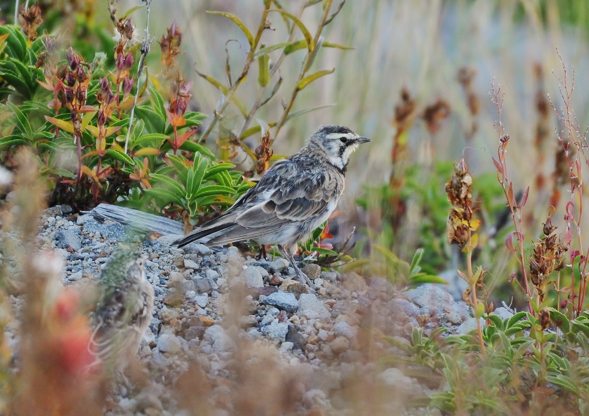 Horned Lark - ML109796261