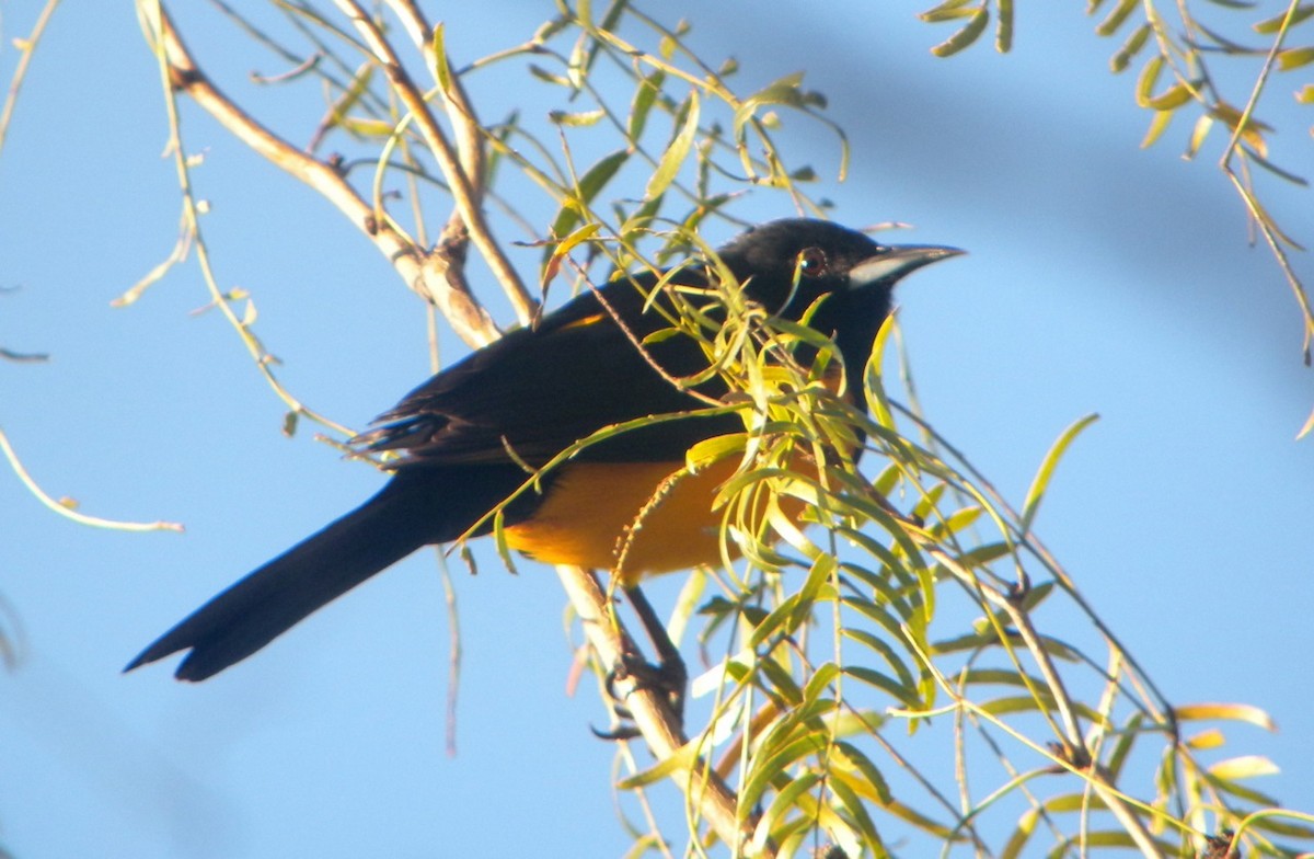 Black-vented Oriole - ML109797061