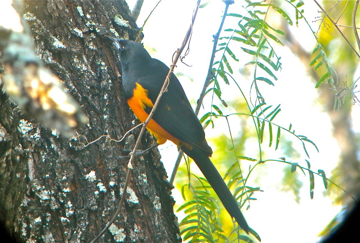 Black-vented Oriole - ML109797141