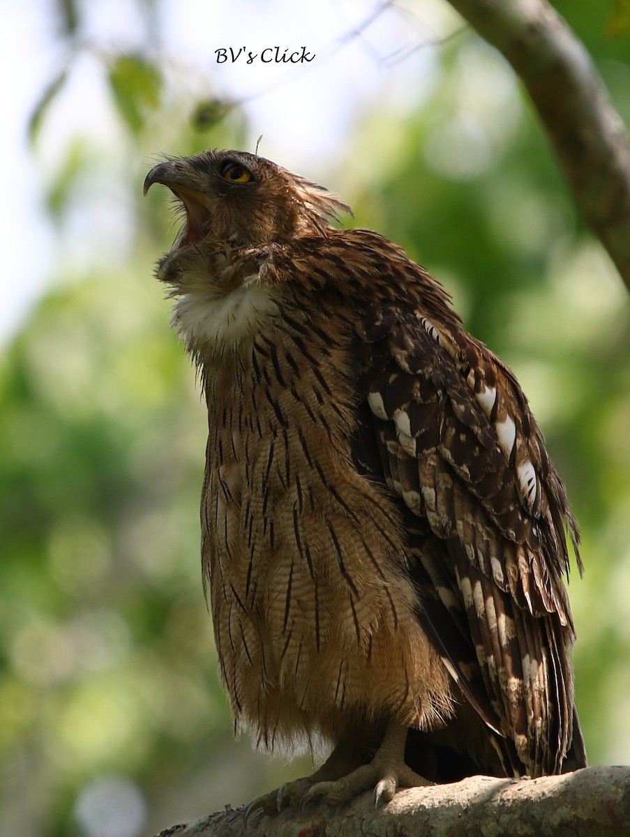 Brown Fish-Owl - Bhaarat Vyas