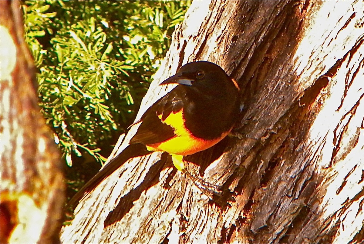 Black-vented Oriole - ML109799011