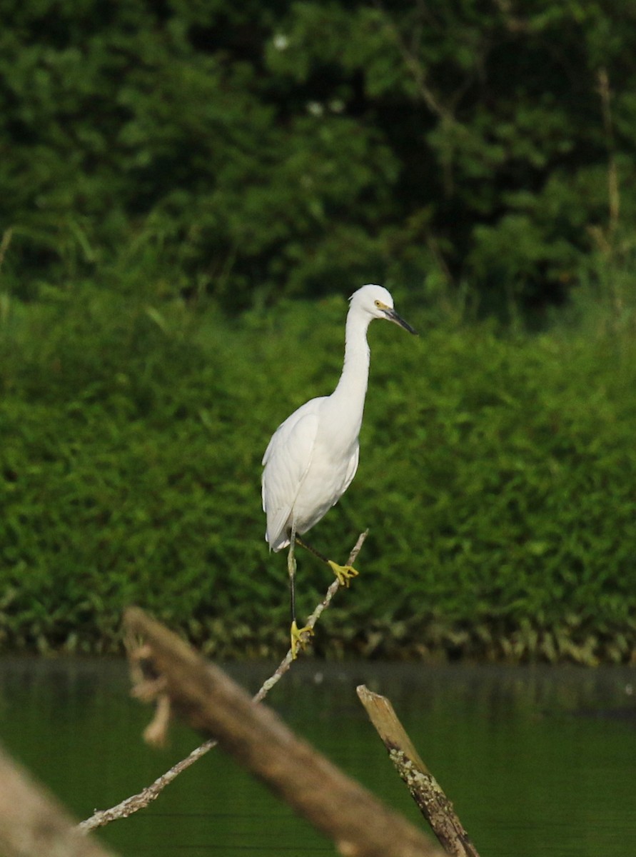 Snowy Egret - ML109799151