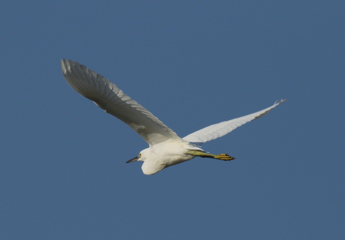 Snowy Egret - ML109799261