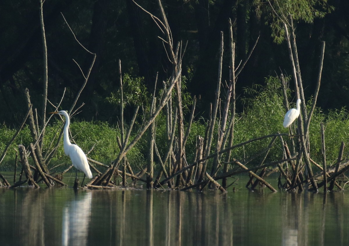 Snowy Egret - ML109799291