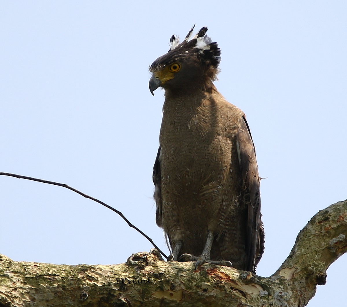Crested Serpent-Eagle - ML109799591