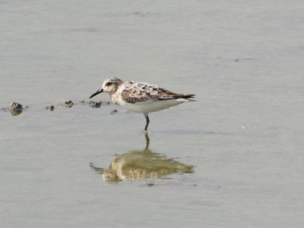 Гурвалж элсэг - ML109800441