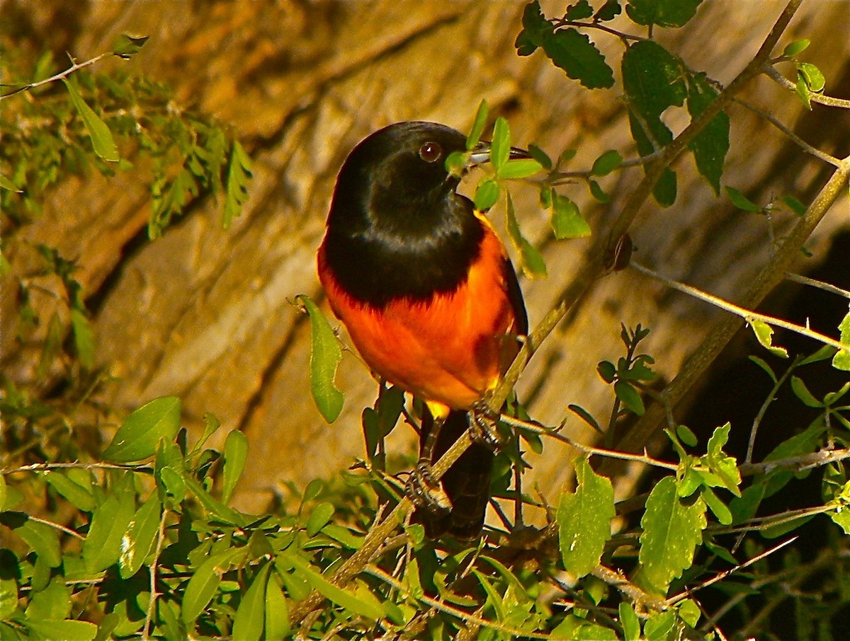 Black-vented Oriole - ML109800471