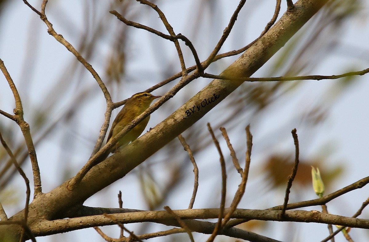 Tickell Çıvgını (affinis/perflavus) - ML109801591