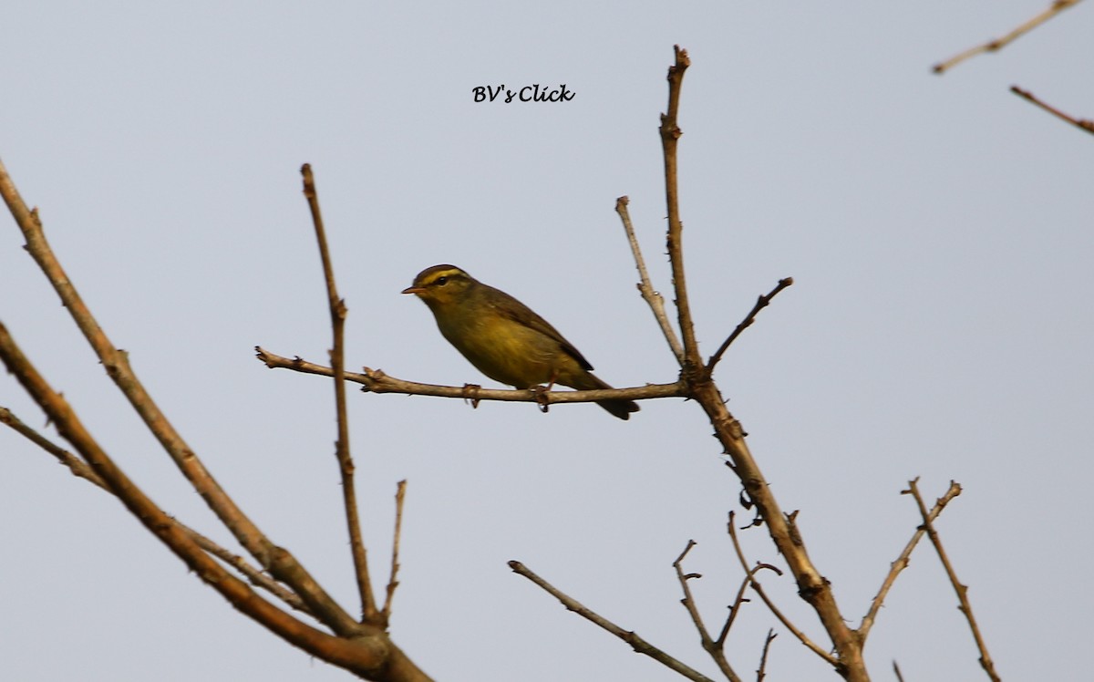 Tickell's Leaf Warbler (Tickell's) - Bhaarat Vyas