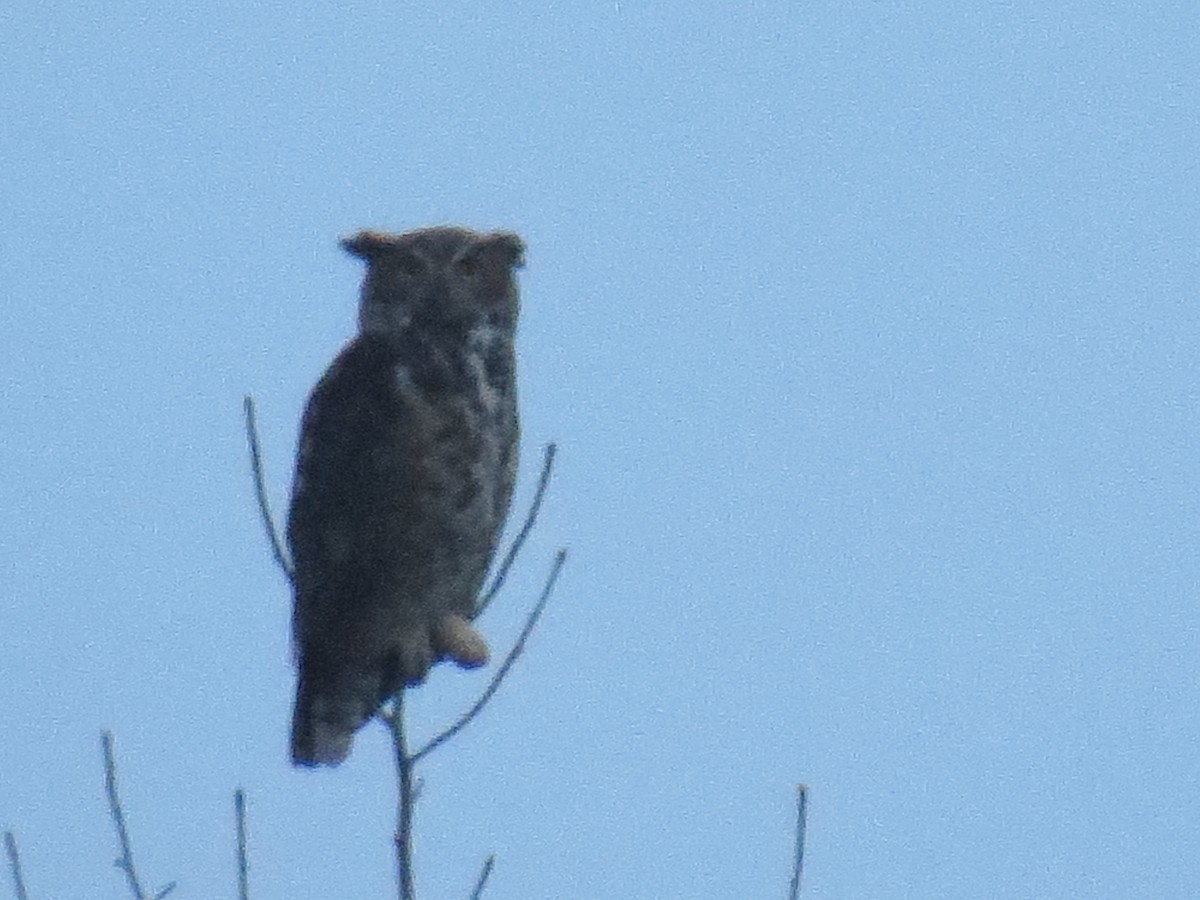 Great Horned Owl - Marie Furnish