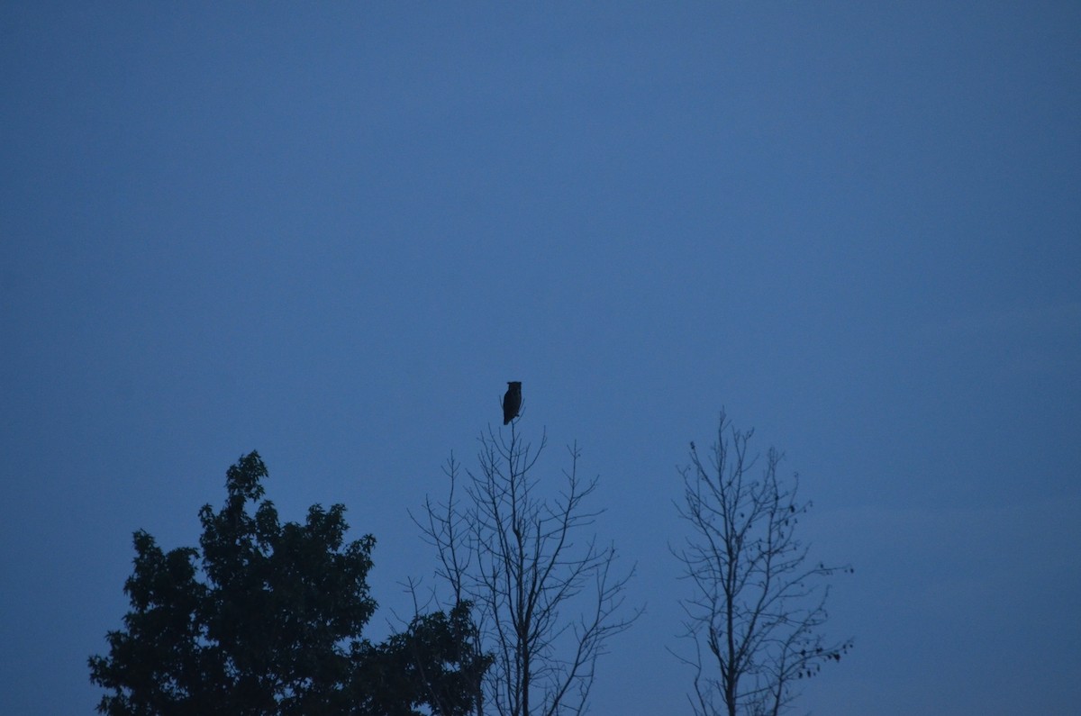 Great Horned Owl - Marie Furnish