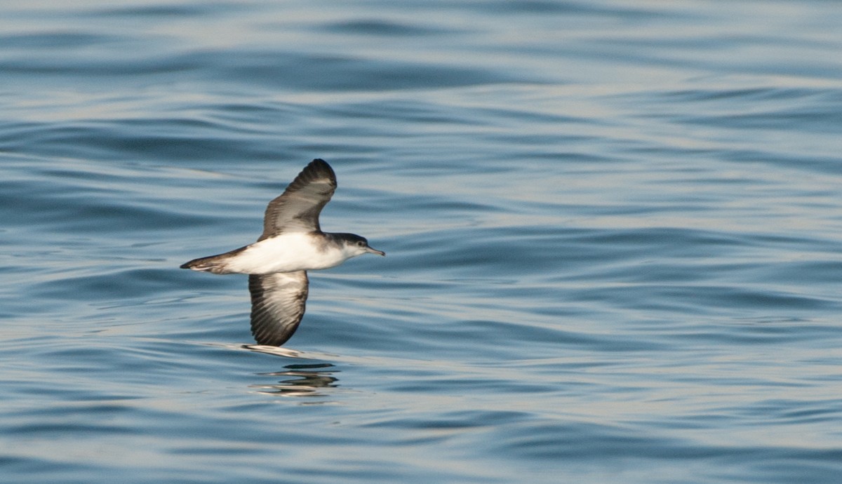 Manx Shearwater - ML109802121