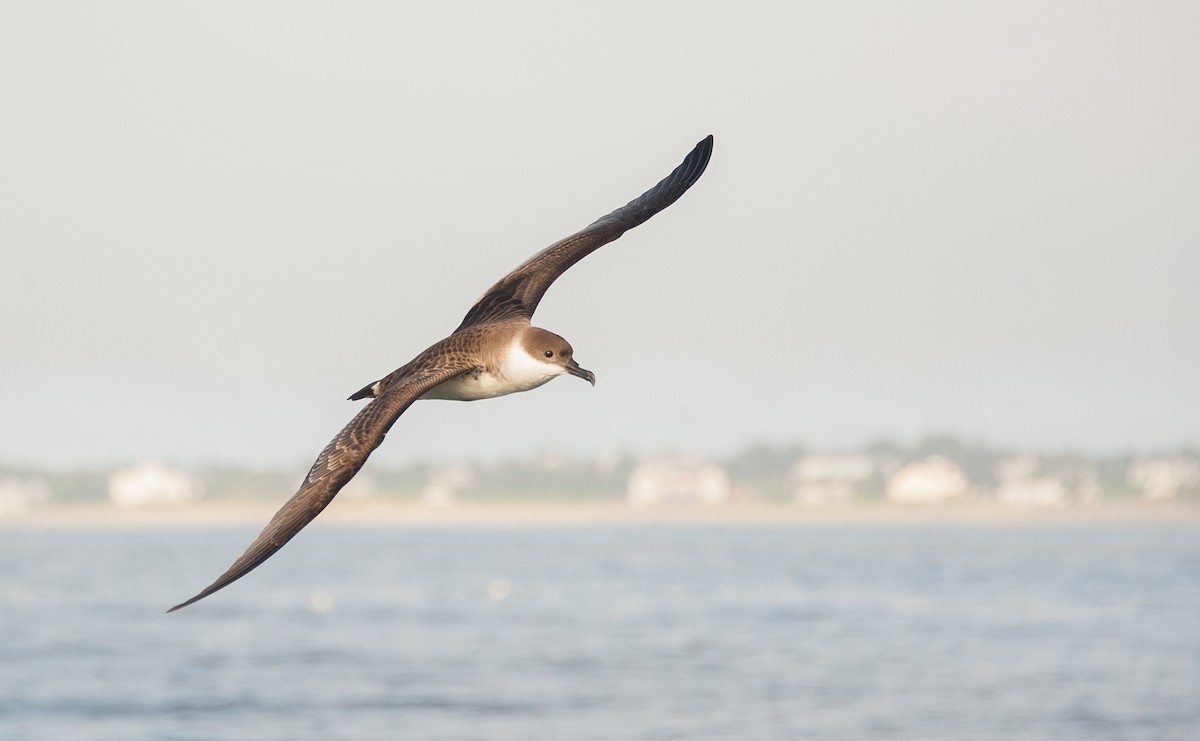 Great Shearwater - ML109802161