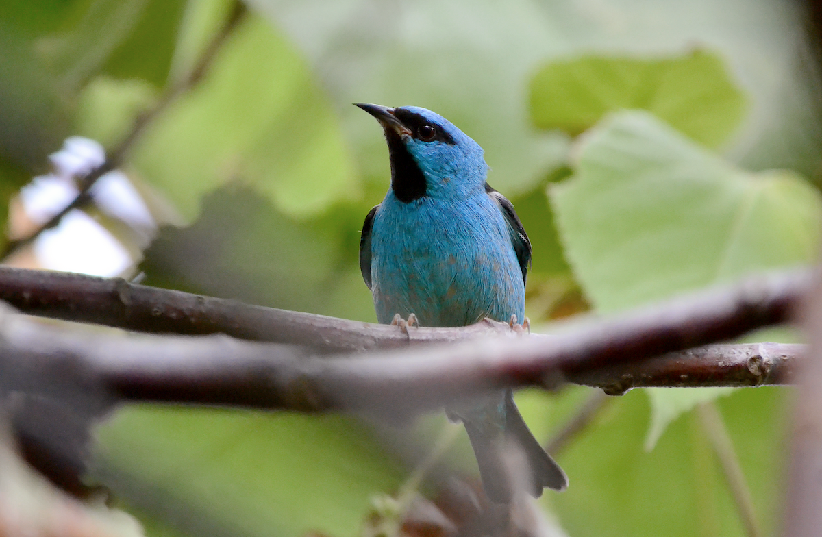 Blue Dacnis - André Perez