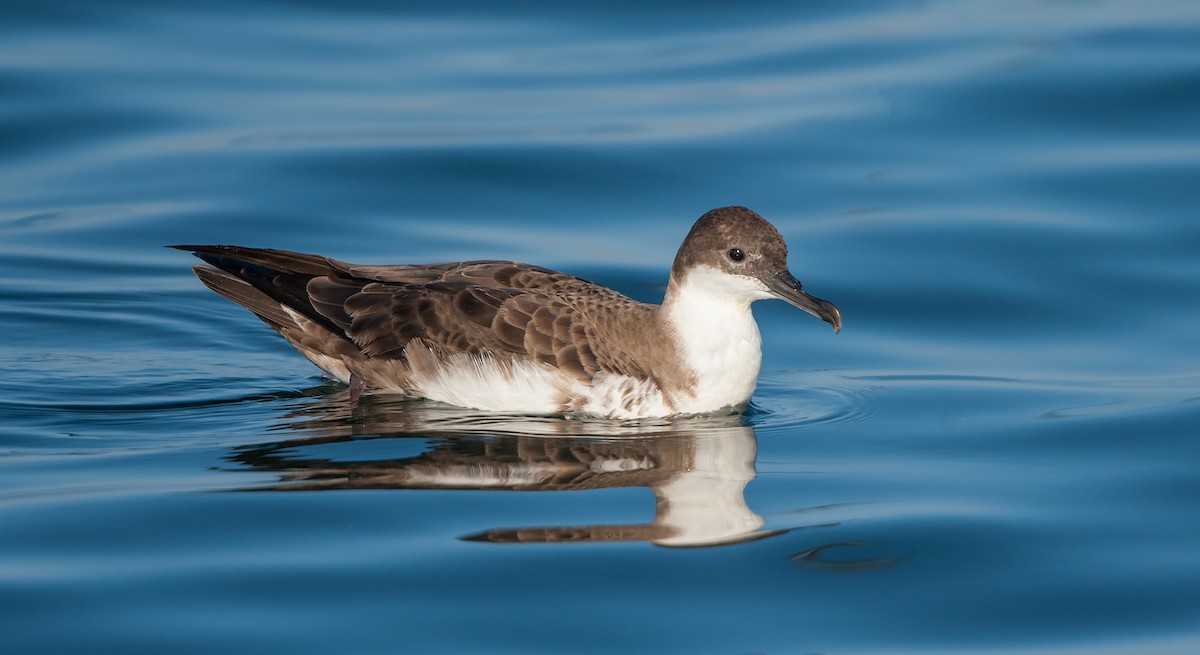 Puffin majeur - ML109803631