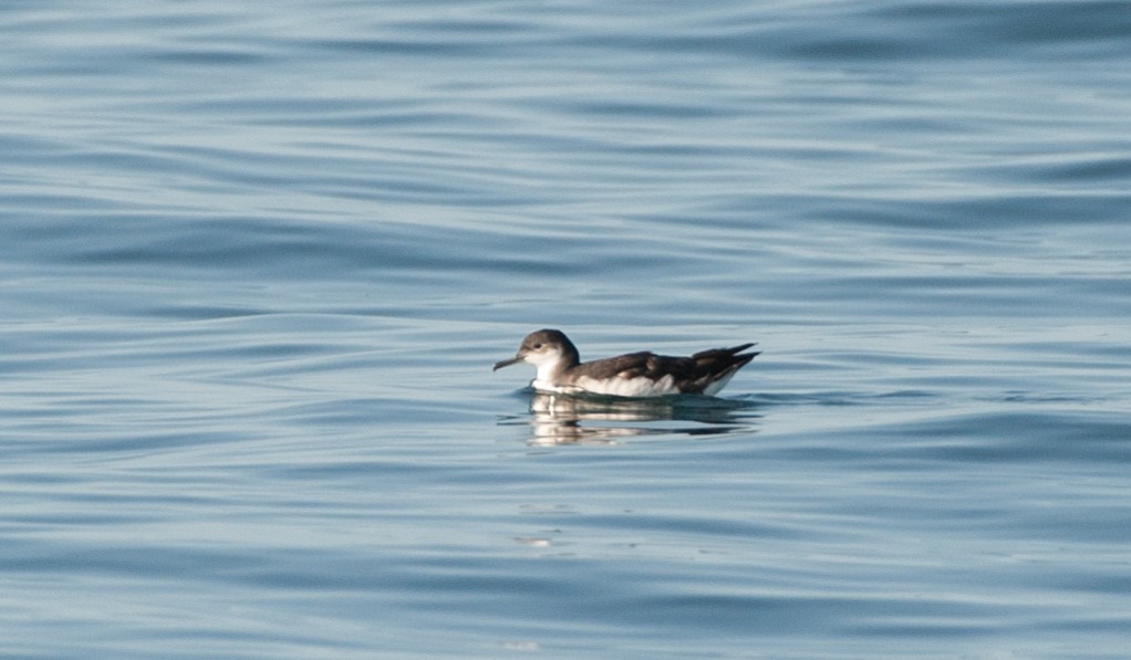 Manx Shearwater - ML109804461