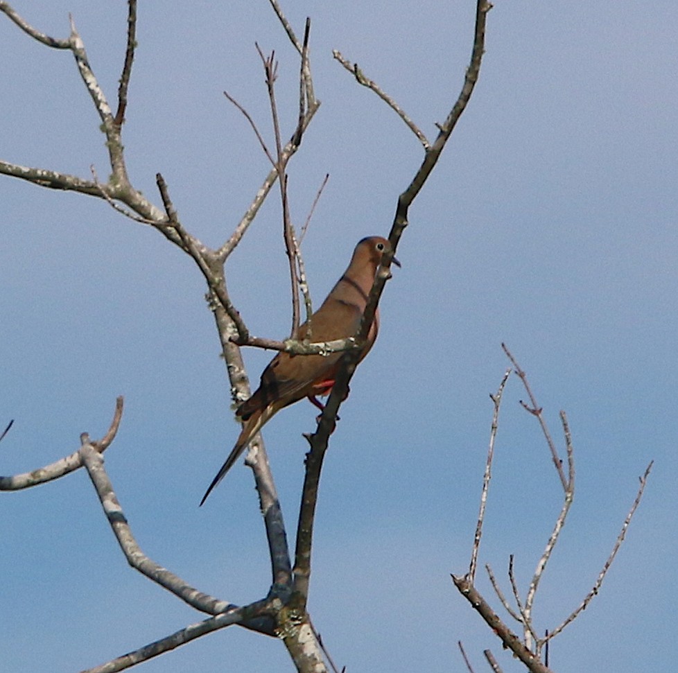 Mourning Dove - ML109806461