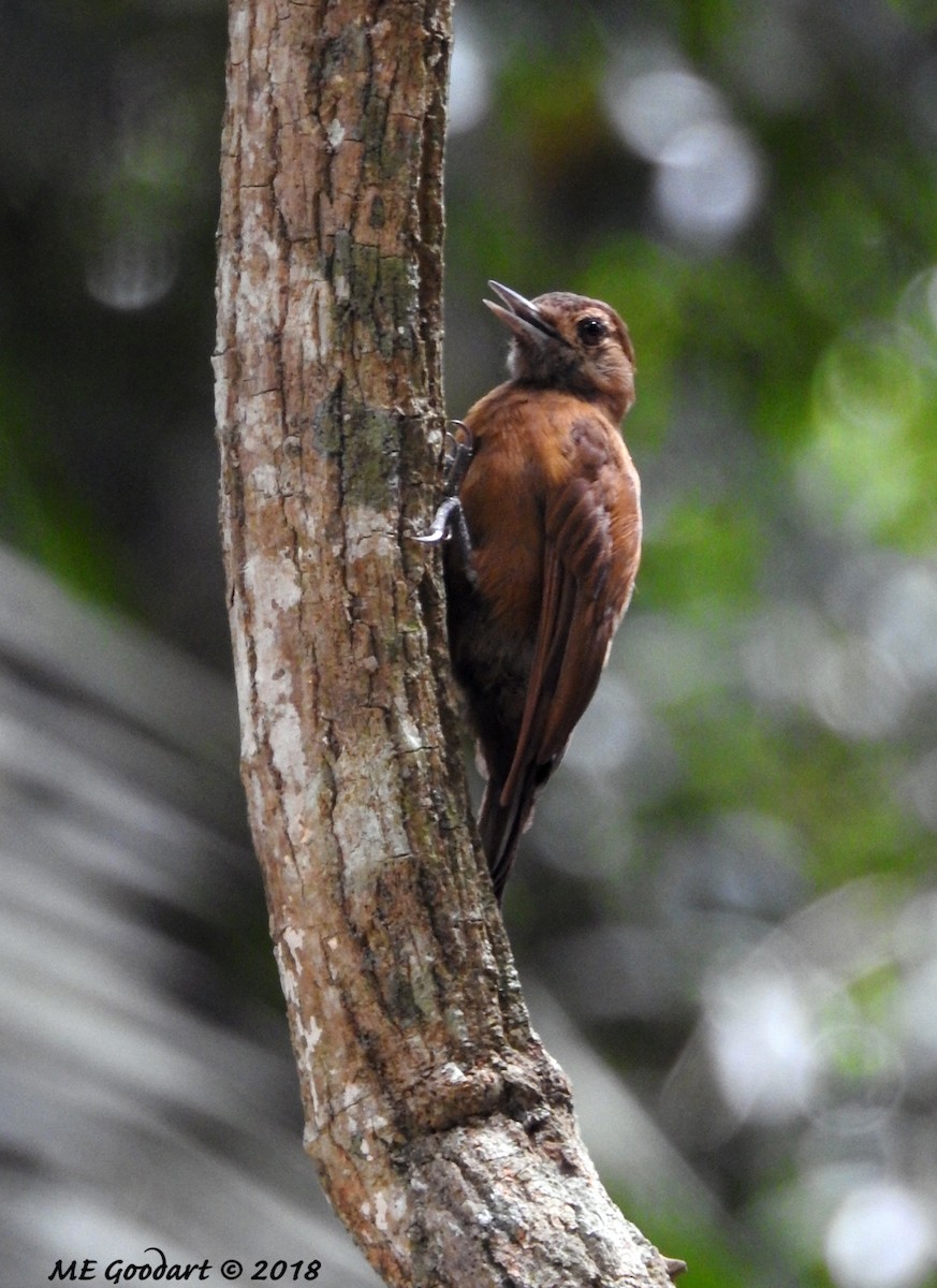 Smoky-brown Woodpecker - Mary Goodart