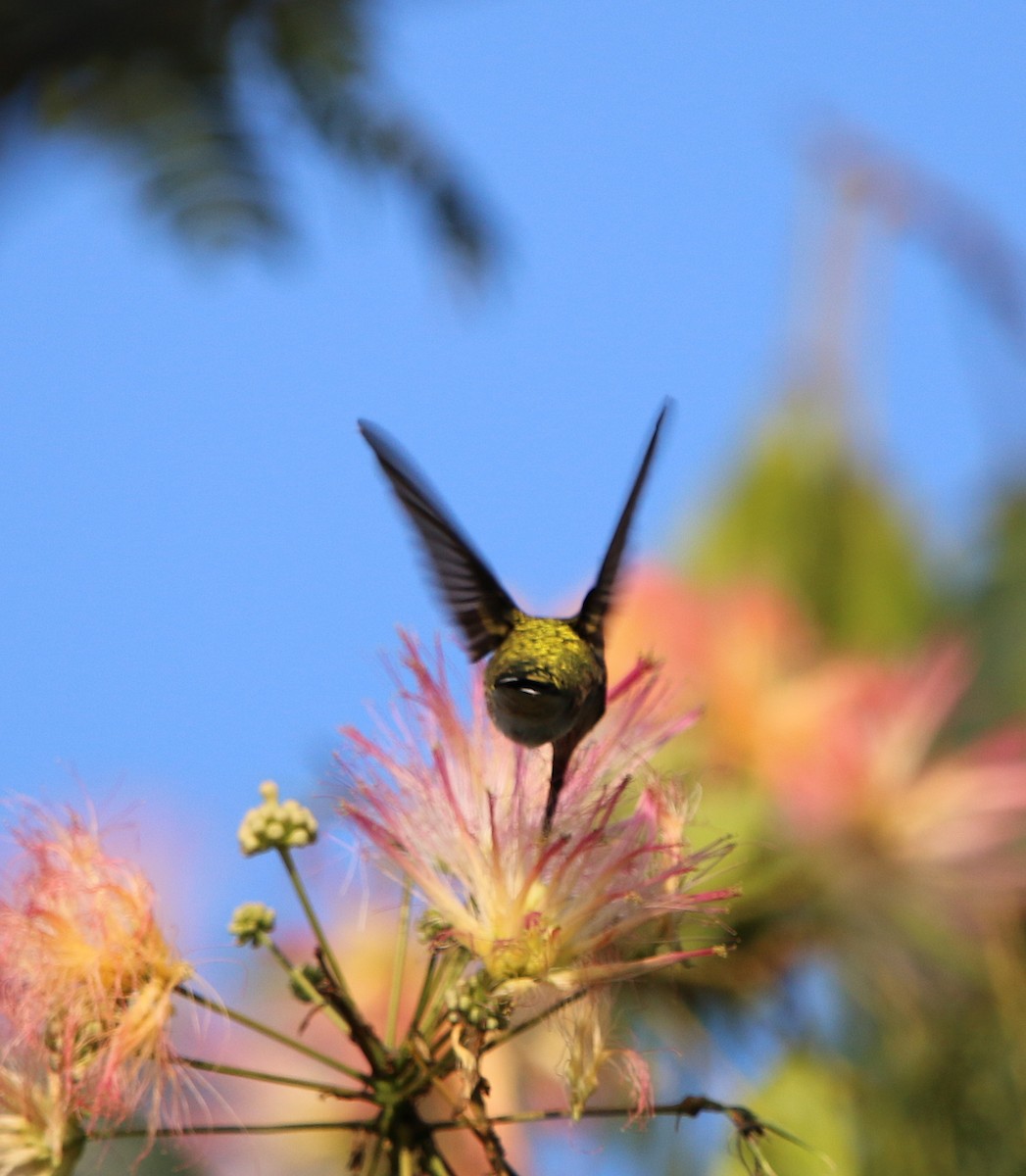 Colibri à gorge rubis - ML109806621