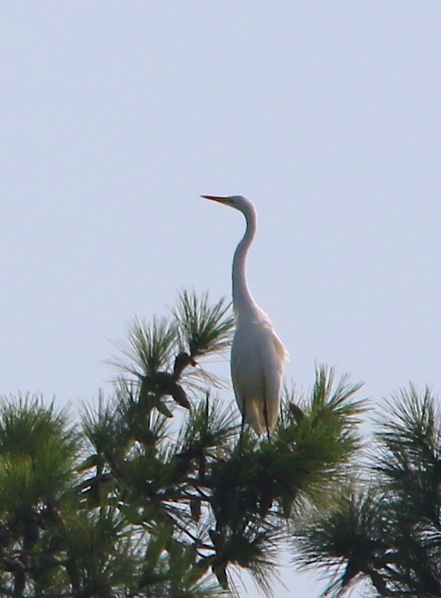 Great Egret - ML109807511