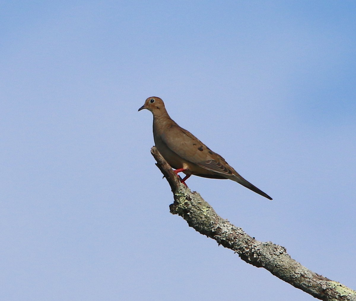 Mourning Dove - ML109807731