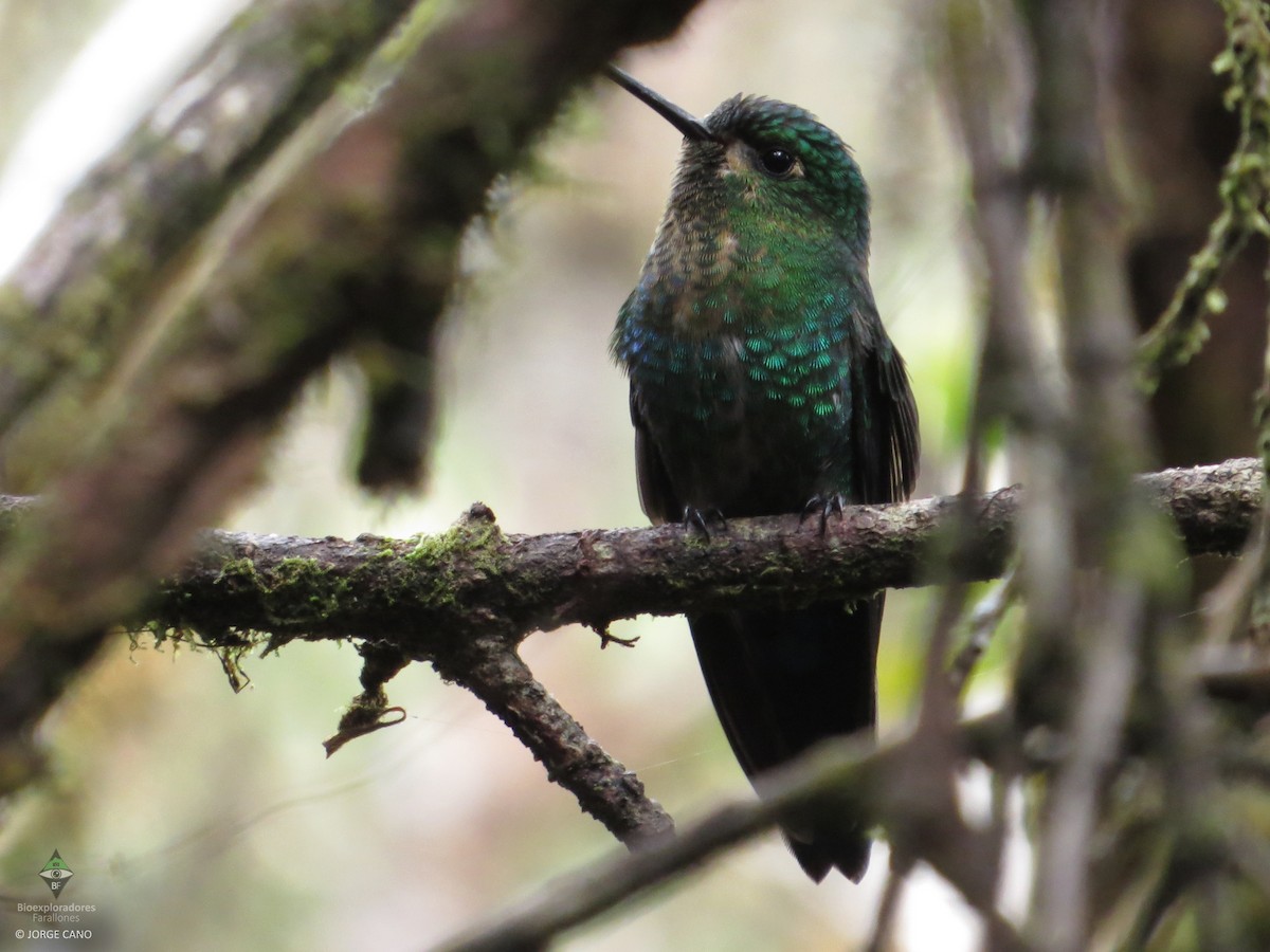 Glowing Puffleg - ML109808271