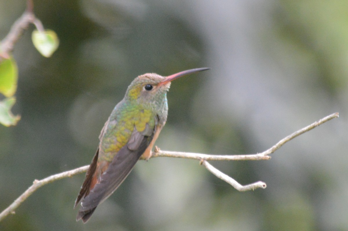 Buff-bellied Hummingbird - Carlos Mancera (Tuxtla Birding Club)