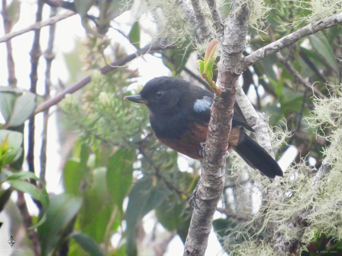 Chestnut-bellied Flowerpiercer - ML109808991