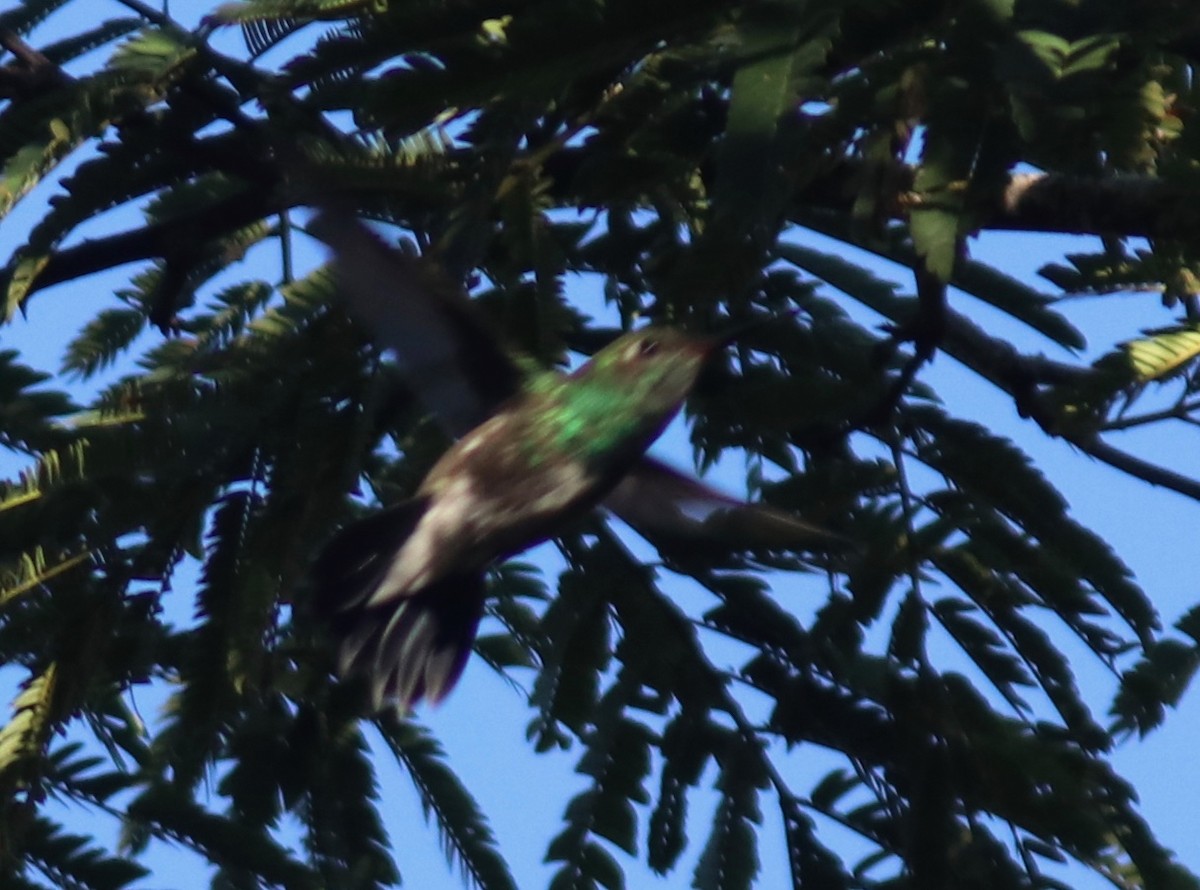 Glittering-throated Emerald - ML109810041