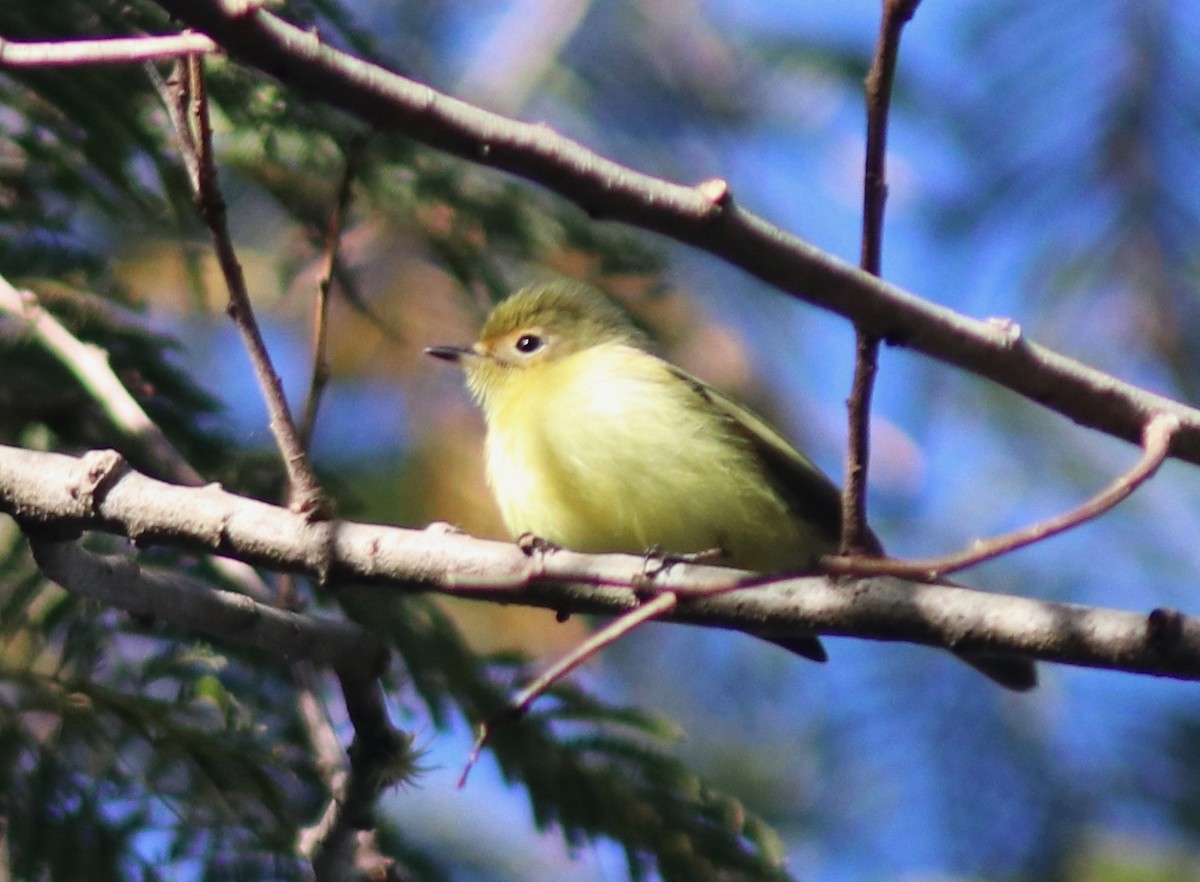 Minas Gerais Tyrannulet - ML109810101