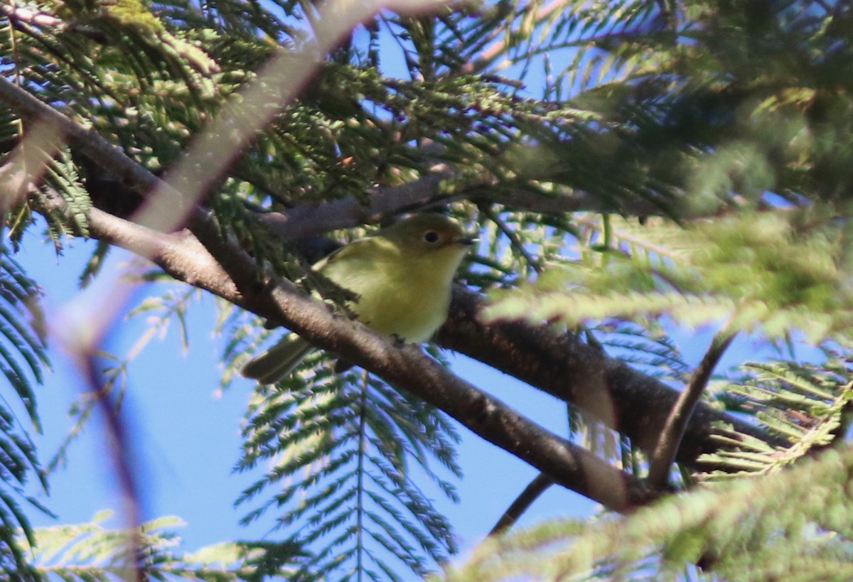 Minas Gerais Tyrannulet - ML109810111