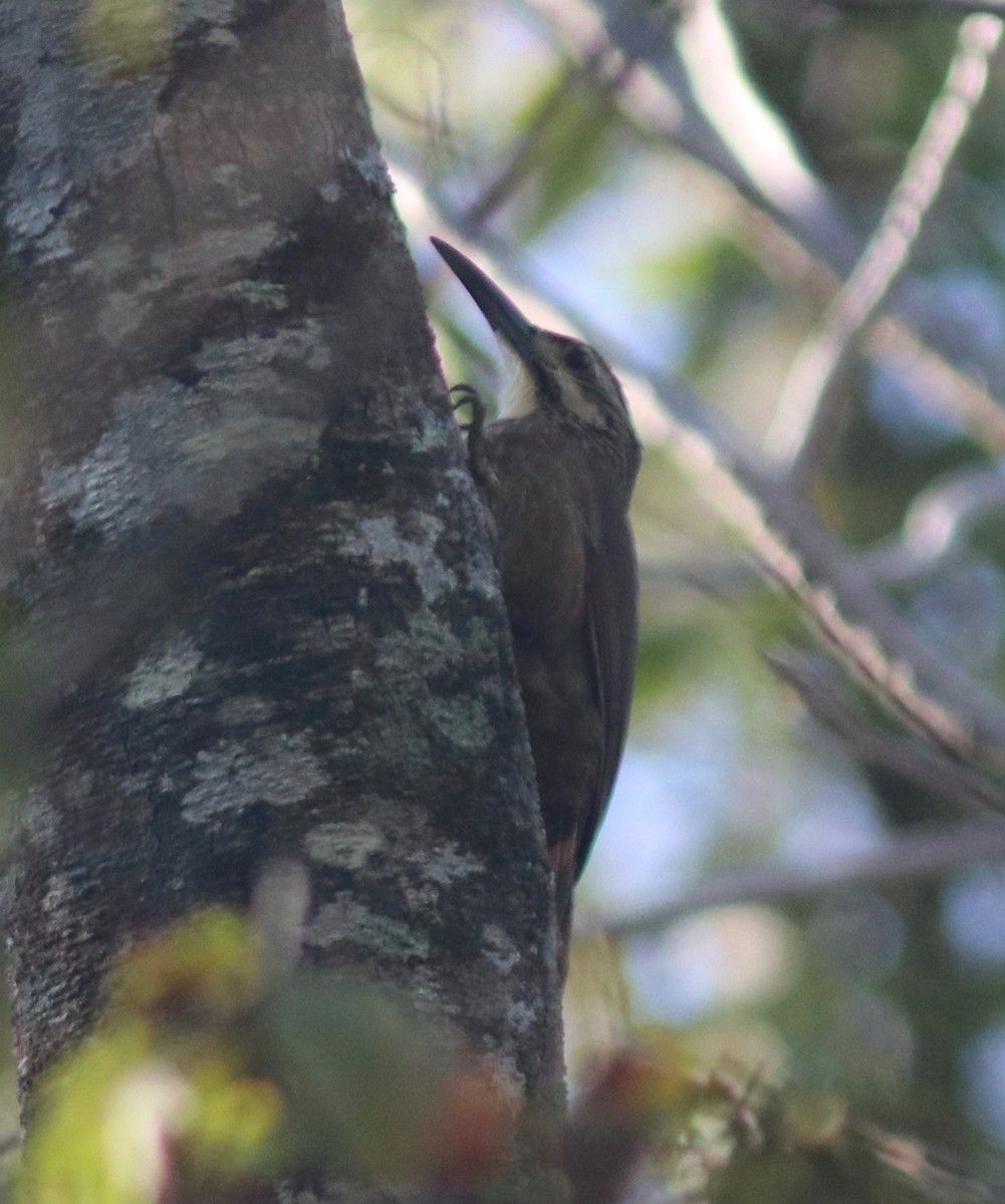 White-throated Woodcreeper - ML109810241