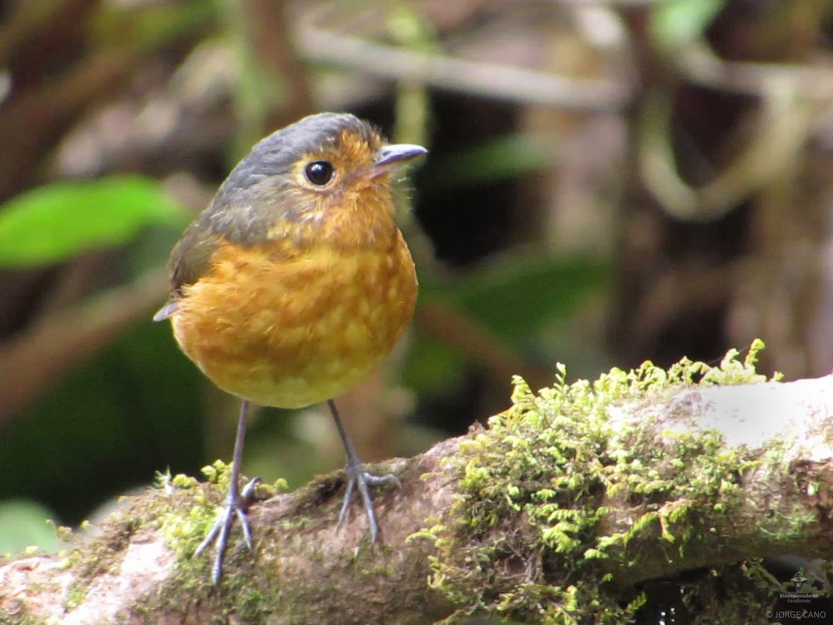 Slate-crowned Antpitta - ML109810271