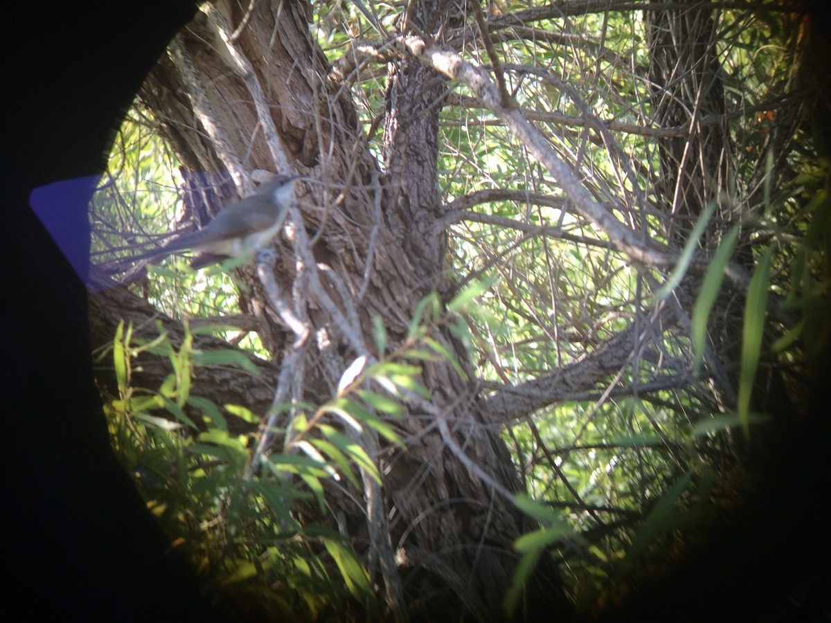 Yellow-billed Cuckoo - ML109810671