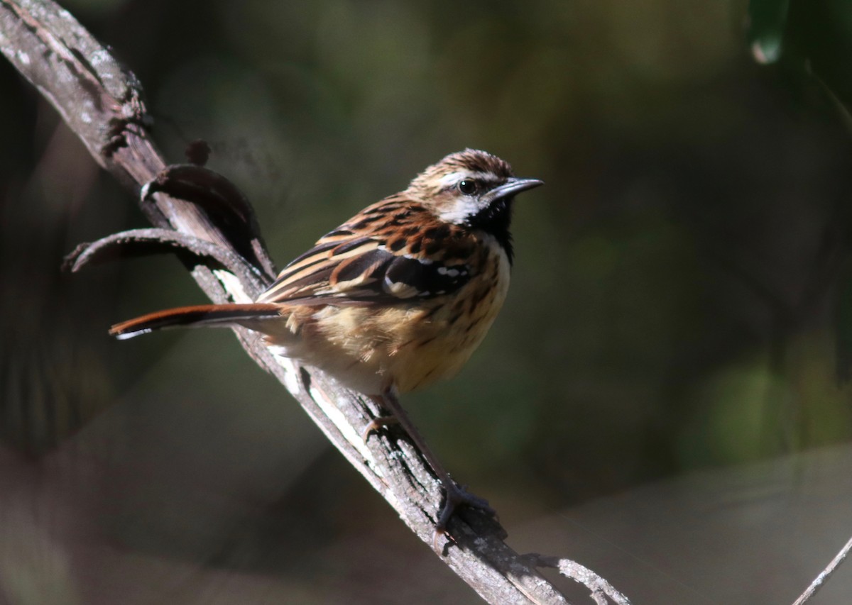 Stripe-backed Antbird - ML109810901