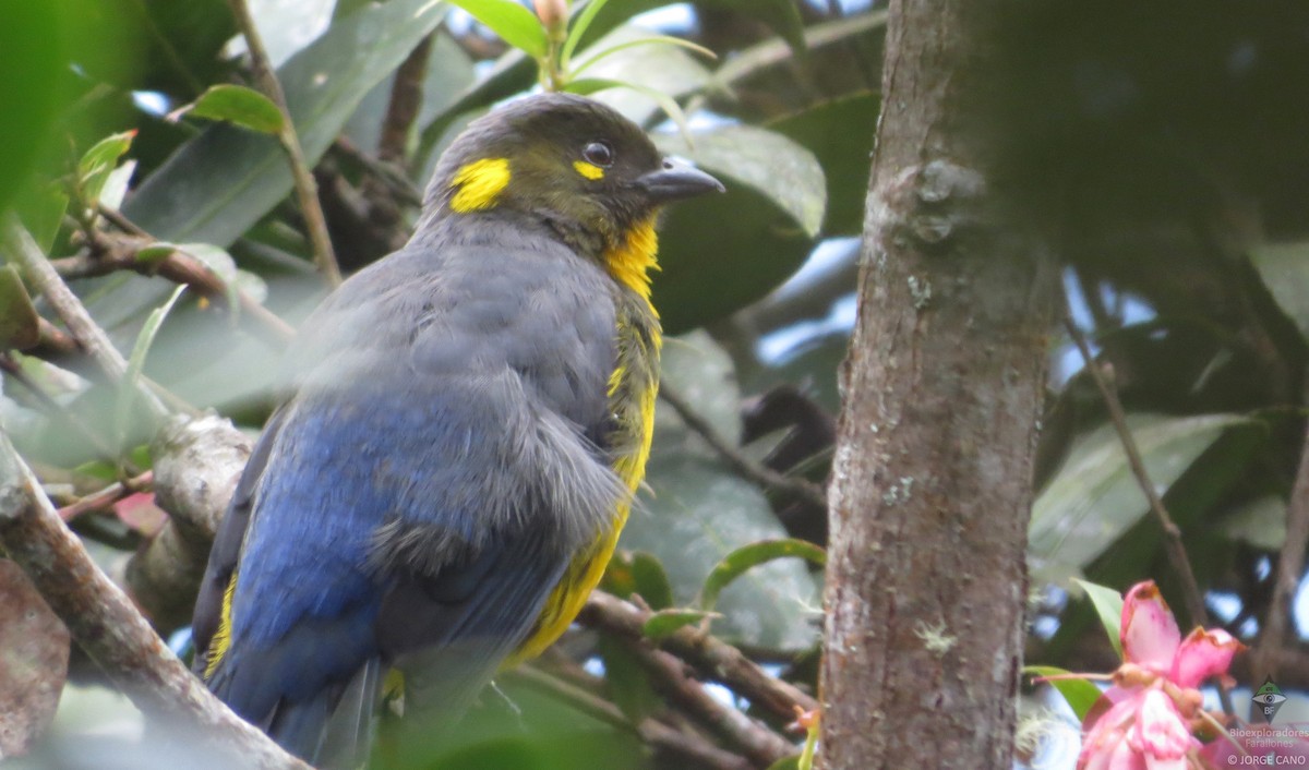 Lacrimose Mountain Tanager - ML109811251