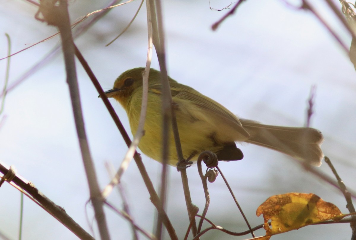 Ochre-lored Flatbill - ML109811321