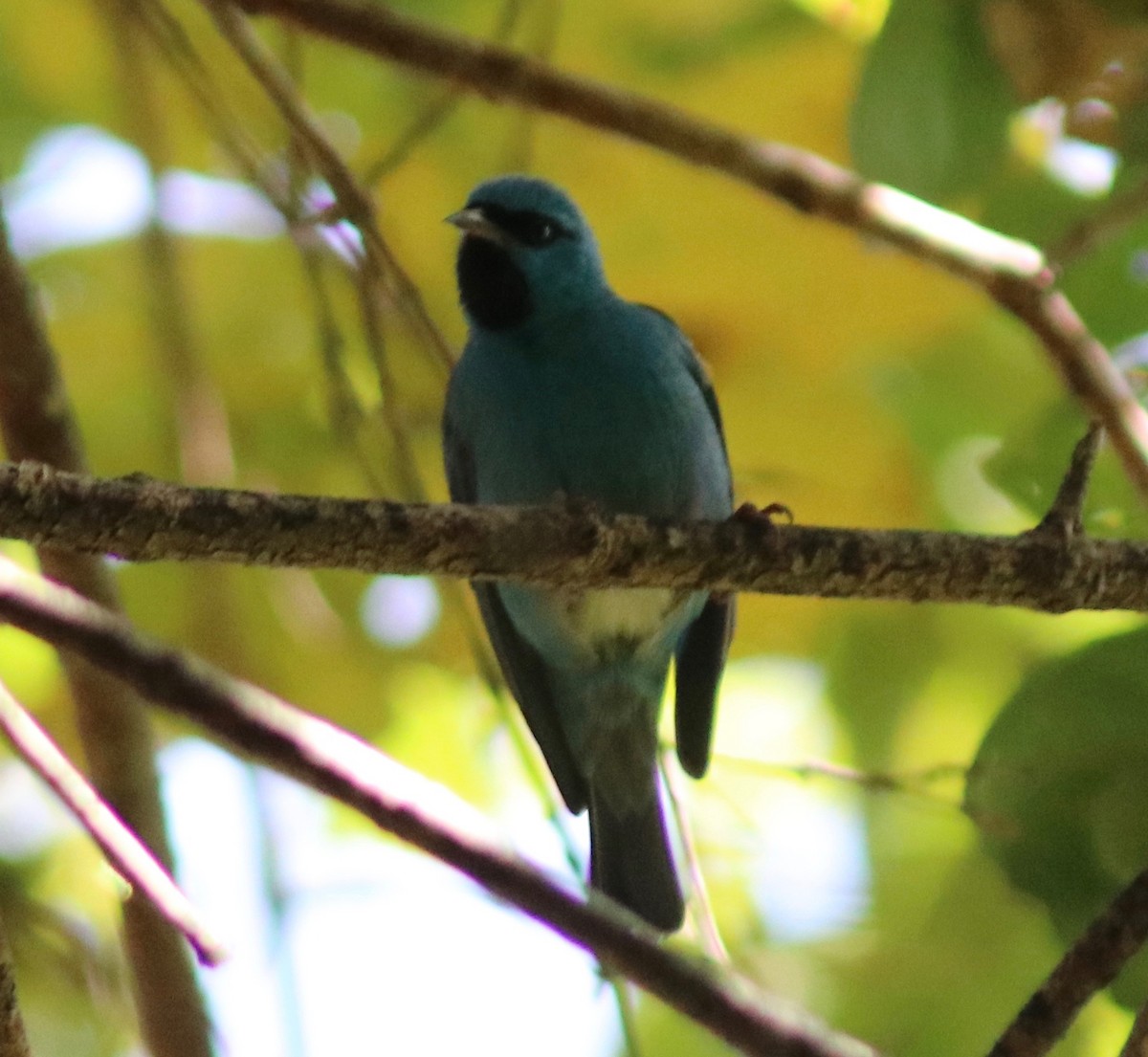 Blue Dacnis - ML109811641