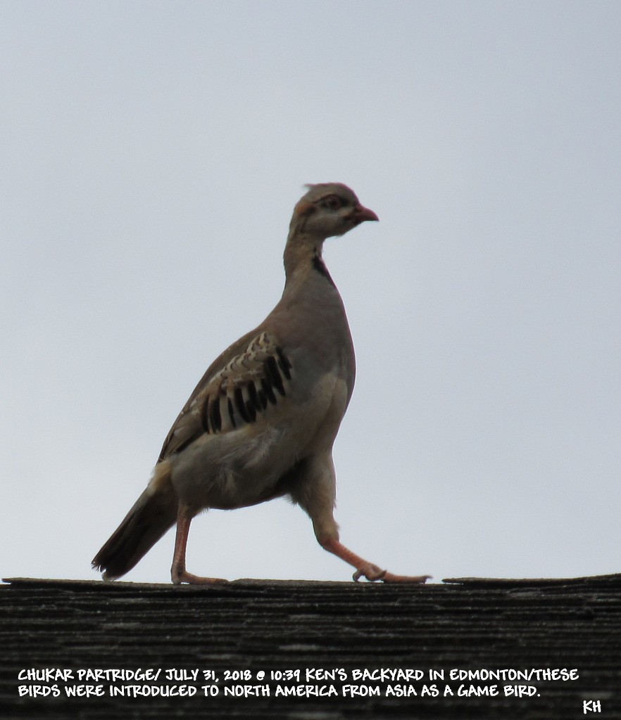 grouse sp. - ML109811671