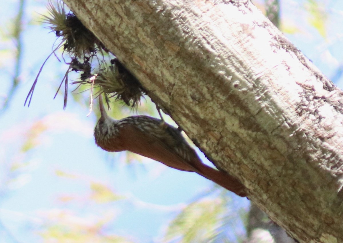 Scaled Woodcreeper (Wagler's) - ML109812291