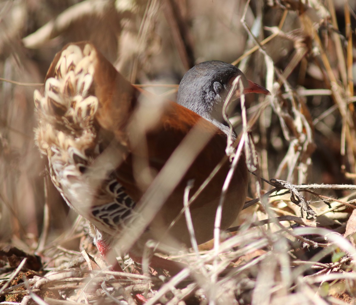 Small-billed Tinamou - ML109813171